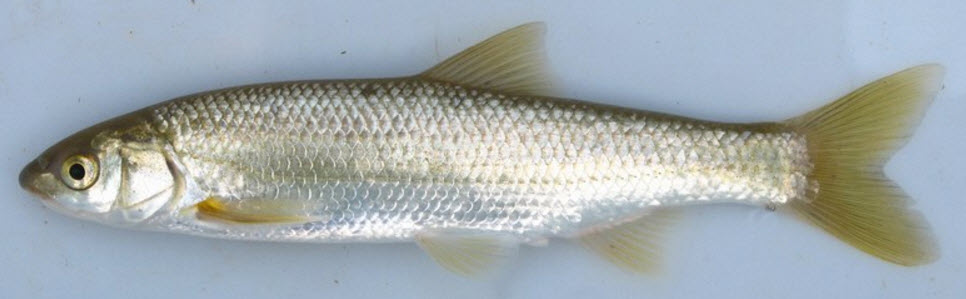 Parachondrostoma turiense_02.jpg
